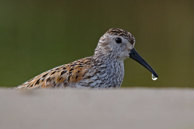 Biegus zmienny (Calidris alpina)