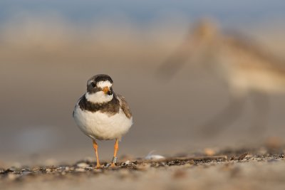 Sieweczka obrozna (Charadrius hiaticula)