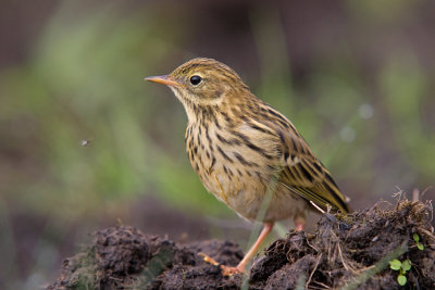 wiergotek drzewny  (Anthus trivialis)