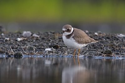 Sieweczka obrozna (Charadrius hiaticula)