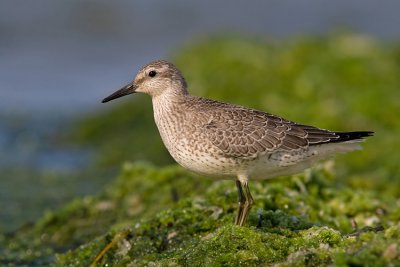 Biegus rdzawy (Calidris canutus)