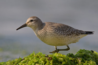 Biegus rdzawy (Calidris canutus)