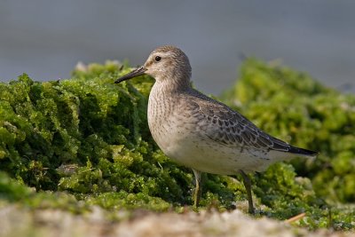 Biegus rdzawy (Calidris canutus)