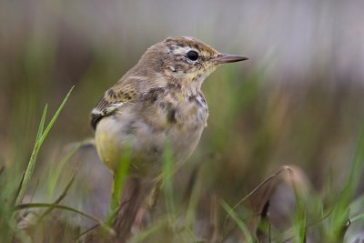 Pliszka zolta (Motacilla flava)