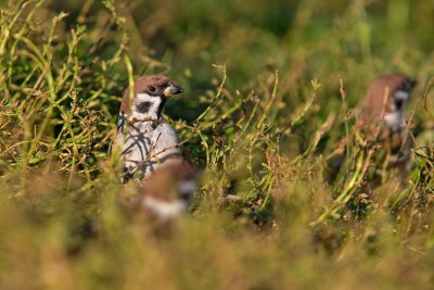 Mazurek (Passer montanus)