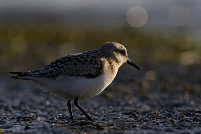 Piaskowiec (Calidris alba)