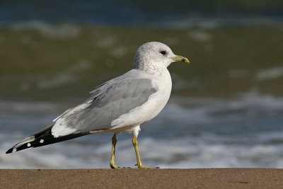 Mewa siwa (Larus canus)