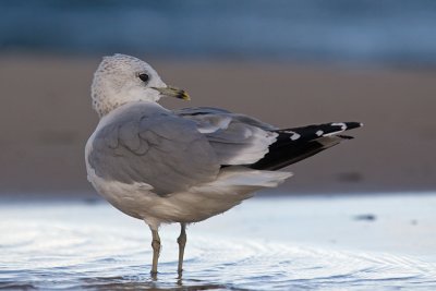 Mewa siwa (Larus canus)