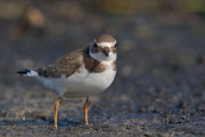 Sieweczka obrozna (<i>Charadrius hiaticula</i>)