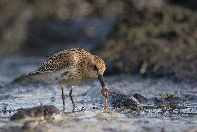 Biegus zmienny (Calidris alpina)