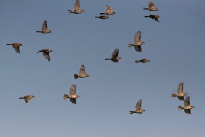 Mazurek (Passer montanus)