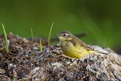 Pliszka zolta (Motacilla flava)