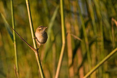 Rokitniczka (Acrocephalus schoenobaenus)