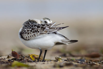 Piaskowiec (Calidris alba)