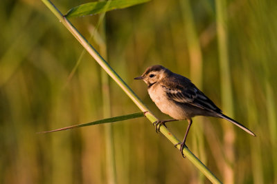 Pliszka zolta (Motacilla flava)