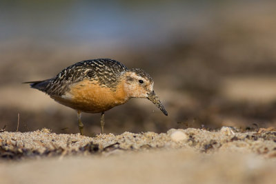 Biegus rdzawy (Calidris canutus)