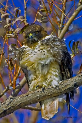 BIRDS / OISEAUX