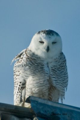 _Sowy Owl / Harfang des Neiges