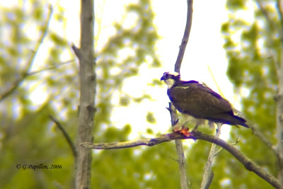 Osprey / Balbuzard Pcheur