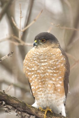 Cooper's Hawk / Épervier de Cooper