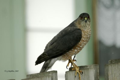 Cooper's Hawk / Épervier de Cooper