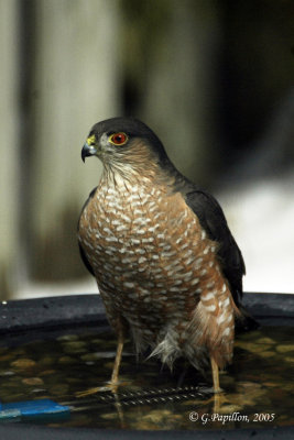 Cooper's Hawk / Épervier de Cooper