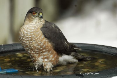 Cooper's Hawk / Épervier de Cooper