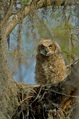 Great Horned Owl - Grand-duc d'Amérique
