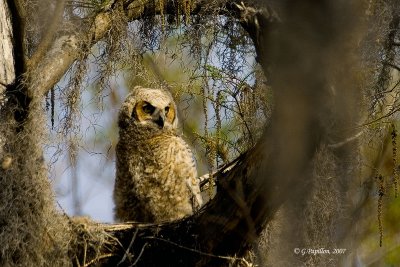 Great Horned Owl - Grand-duc d'Amérique