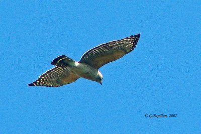 Broad-Winged Hawk / Petite buse