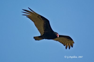 Turkey Vulture / Urubu à Tête Rouge