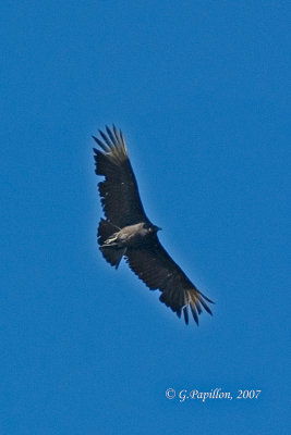 Black Vulture / Urubu Noir