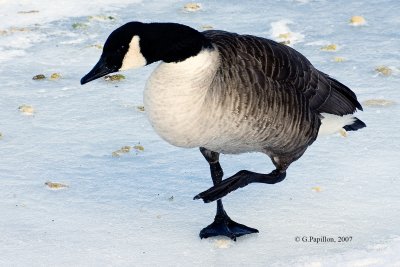 g1/89/863789/3/110515855.BS4BA6bS.jpg