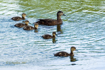 American Black Duck / Canard Noir