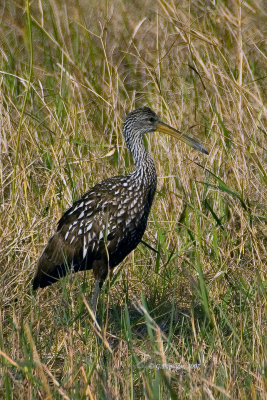 Limpkin / Courlan brun