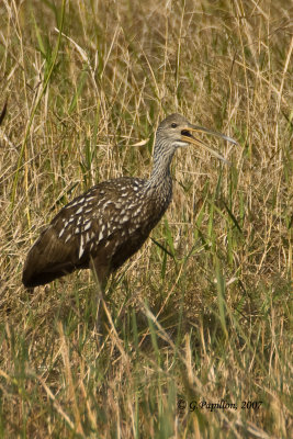 Limpkin / Courlan brun