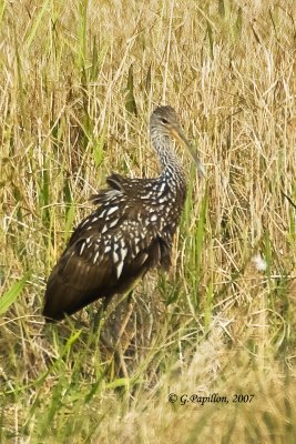 Limpkin /Courlan Brun