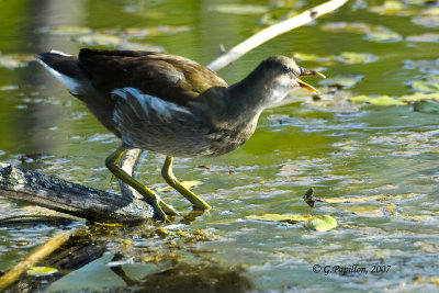 Common Moorhen / Gallinule Poule d'Eau