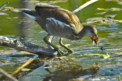 Common Moorhen / Gallinule Poule d'Eau