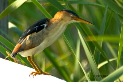 Herons /  Hérons