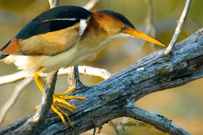 Least Bittern / Petit Blongios