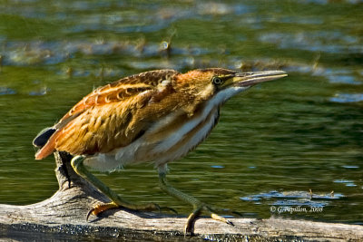 Least Bittern / Petit Blongios