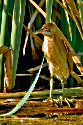 Least Bittern / Petit Blongios