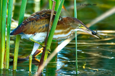 Least Bittern / Petit Blongios