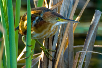 Least Bittern / Petit Blongios