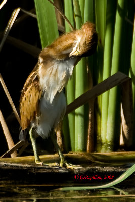 Least Bittern / Petit Blongios