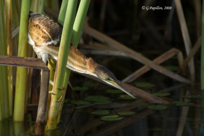 Least Bittern / Petit Blongios