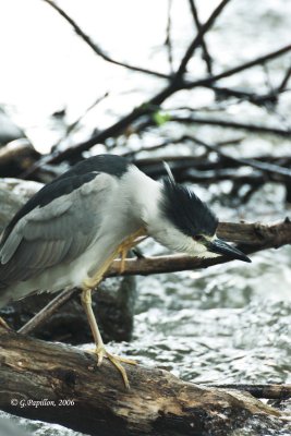 Black-Crowned Night-Heron / Bihoreau Gris