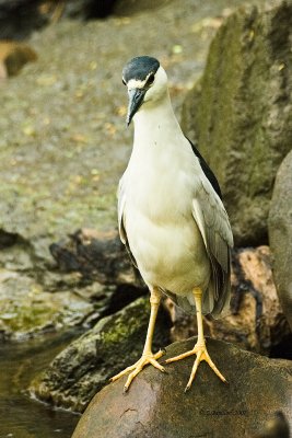 Black-Crowned Night-Heron / Bihoreau Gris