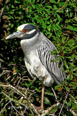 Yellow-Crowmed Night-Heron / Bihoreau Violacé